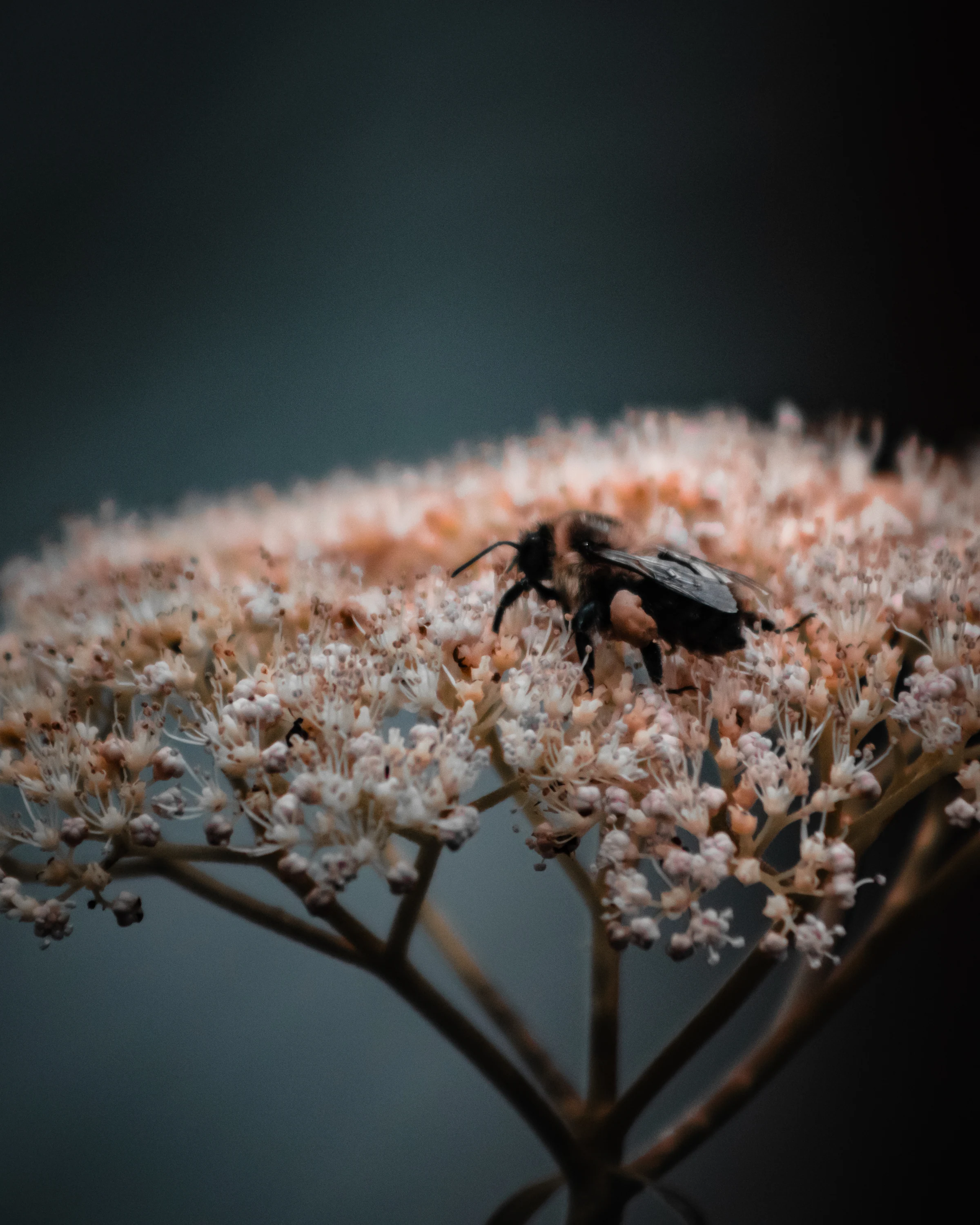 Close-up of a bee resting on a pale bloom with deep teal bokeh.