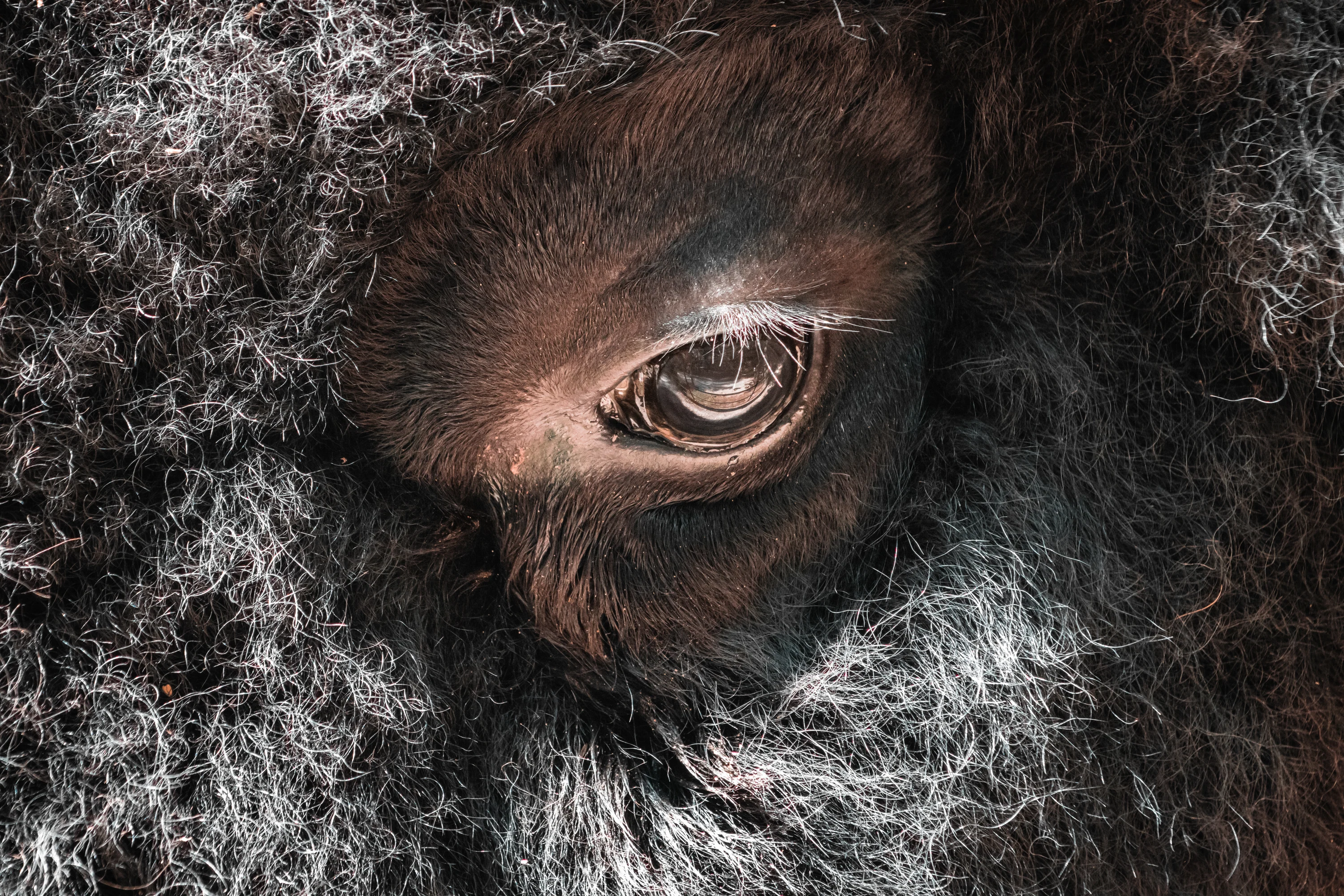 Close-up of a bison's dark eye surrounded by richly textured fur.