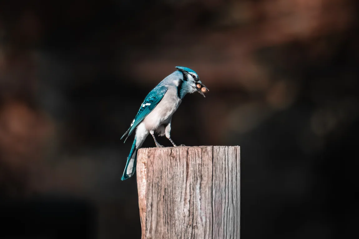 Blue jay resting on a wooden post against a soft dark background.