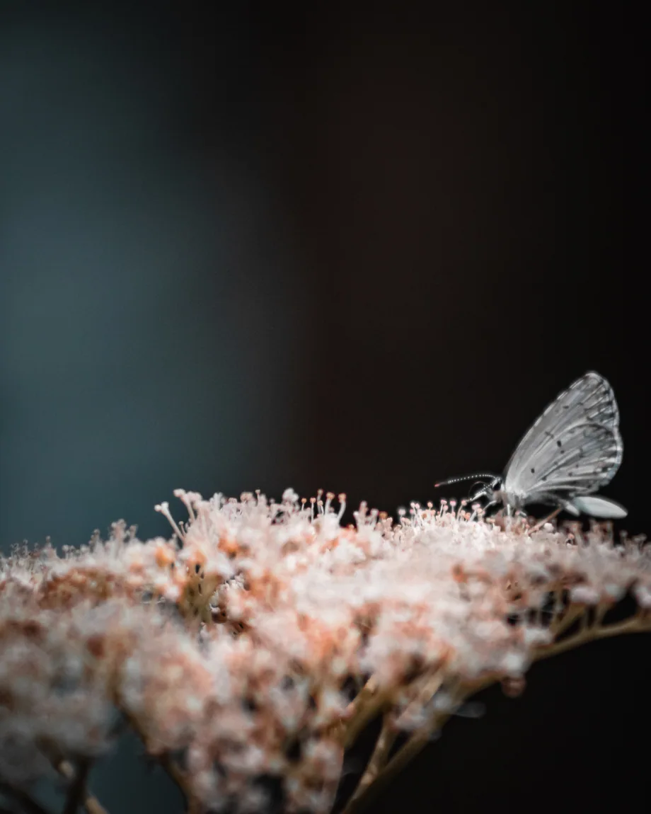 Small pale butterfly perched upon tiny flowers against a deep dark background.