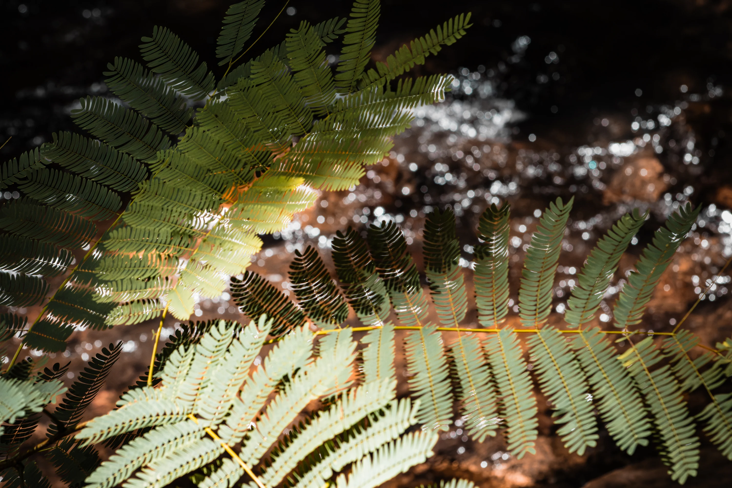 Sunlight catching the delicate fronds of a fern in a woodland setting.