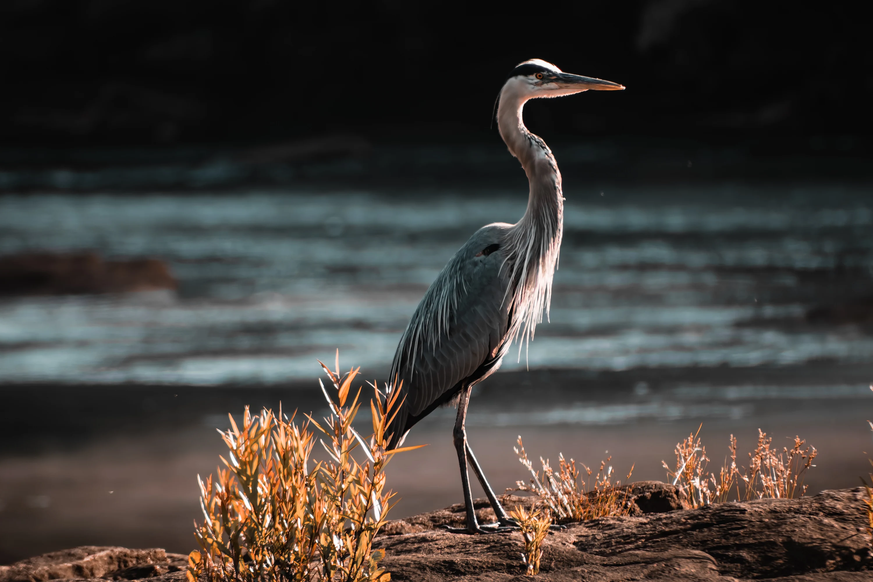 Great blue heron standing at a shoreline with tall grass.