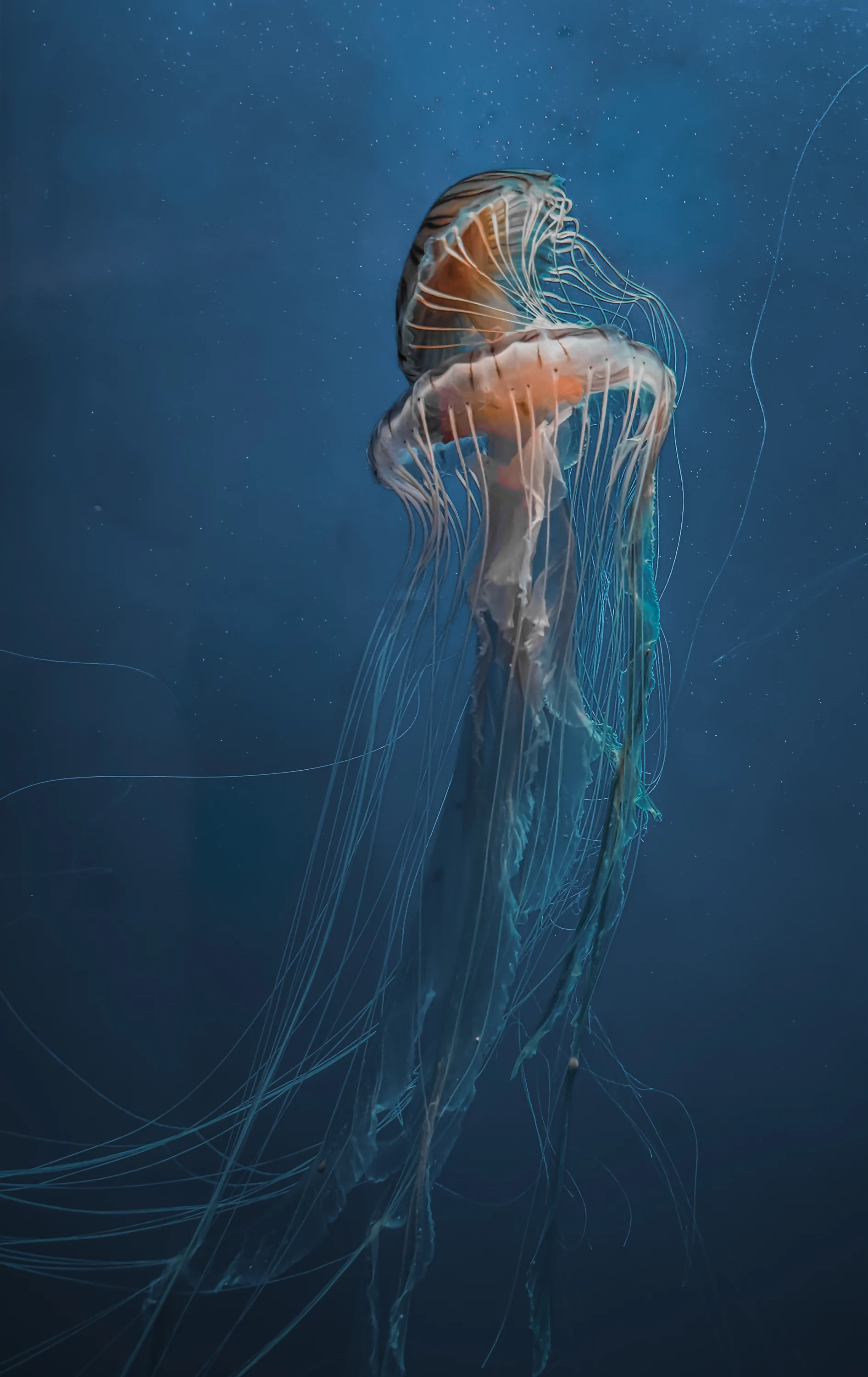 Translucent orange jellyfish floating vertically in blue water.