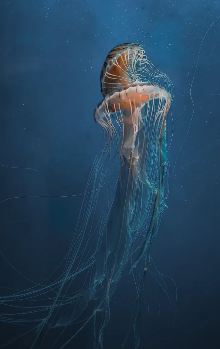 Translucent orange jellyfish floating vertically in blue water.