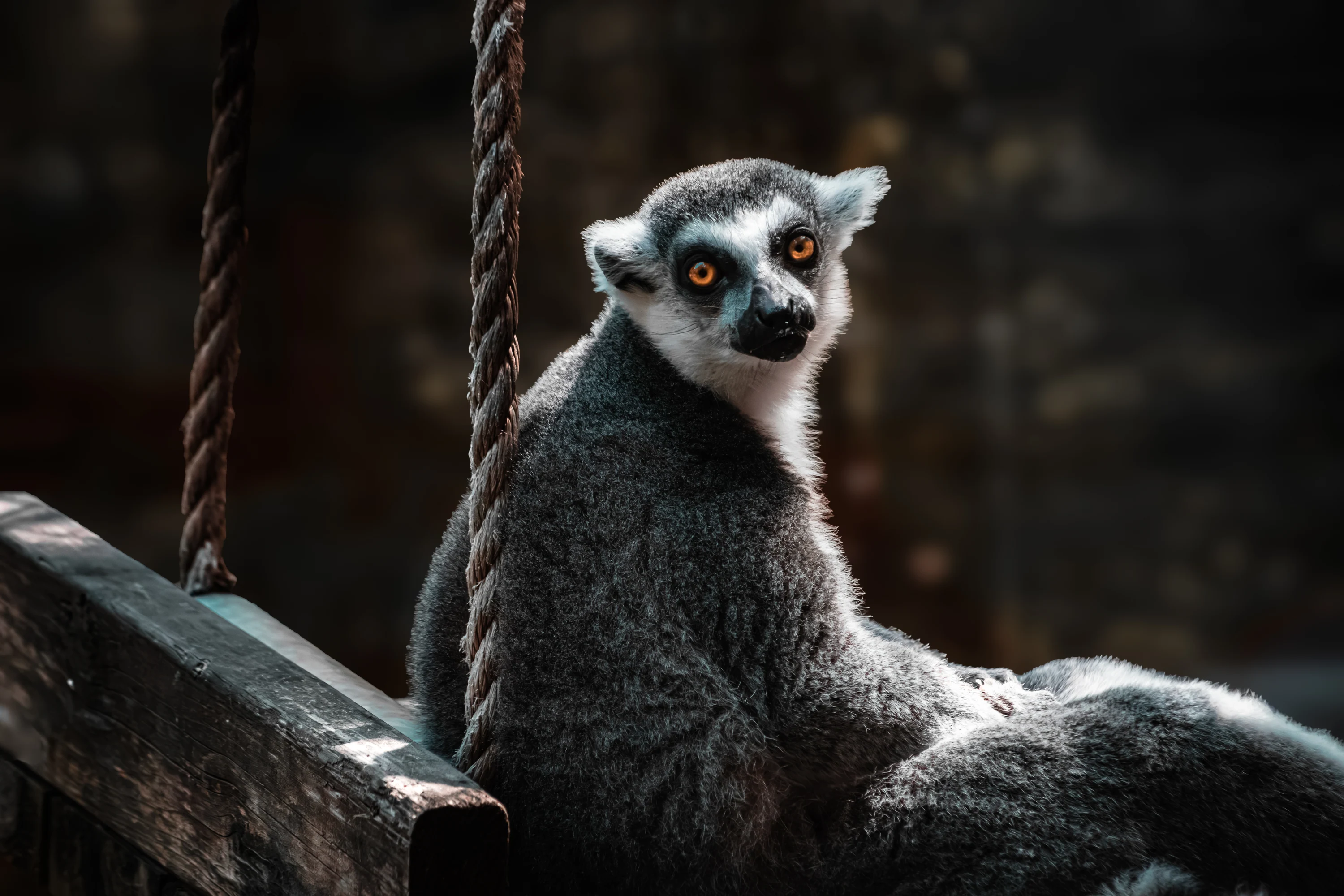 Ring-tailed lemur sitting in warm backlight, looking toward the camera.