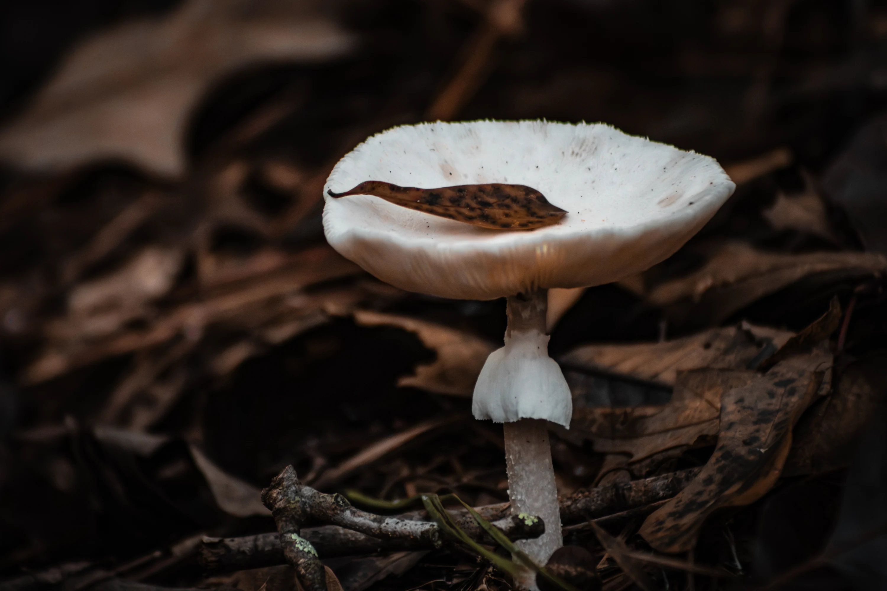 Close-up of a pale mushroom in dark brown leaf litter.