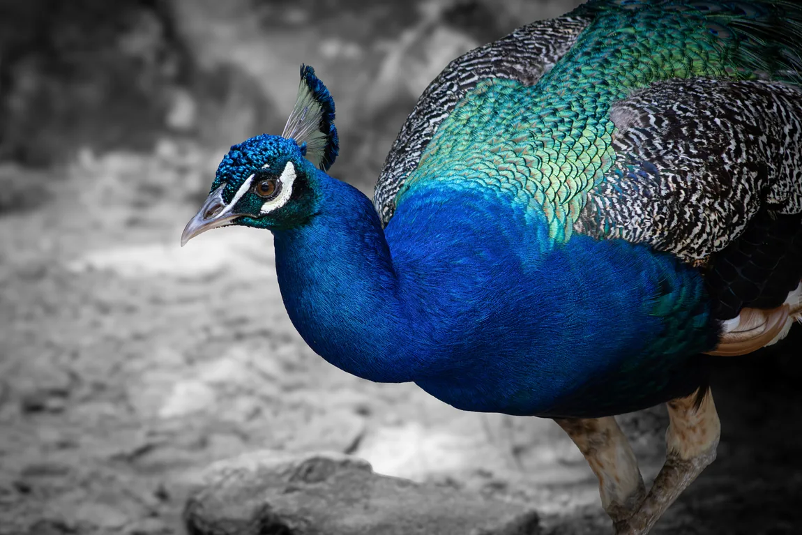 Peacock with brilliant blue neck and patterned green tail against gray foliage.