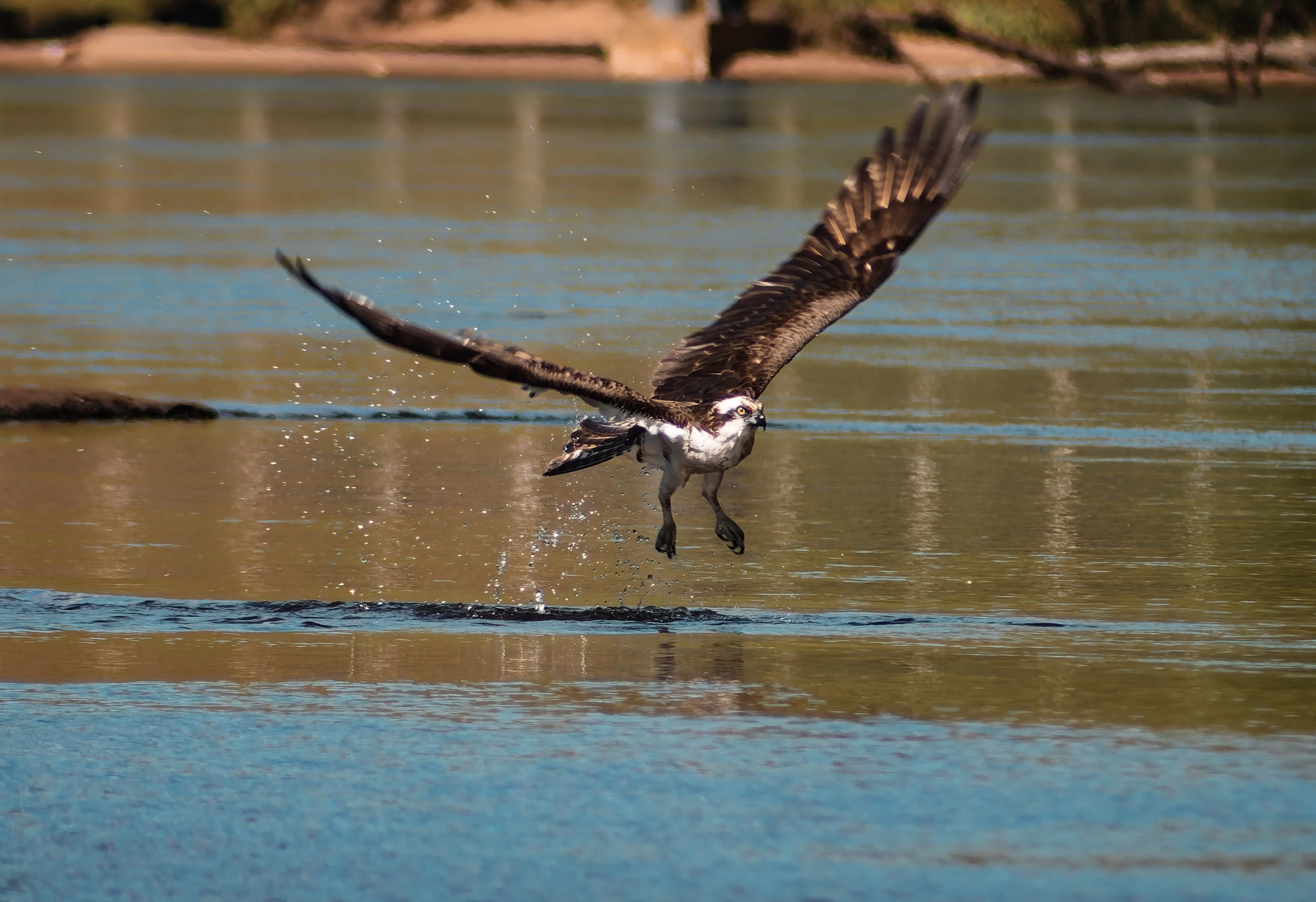 Bird of prey spreading its wings over a lake.