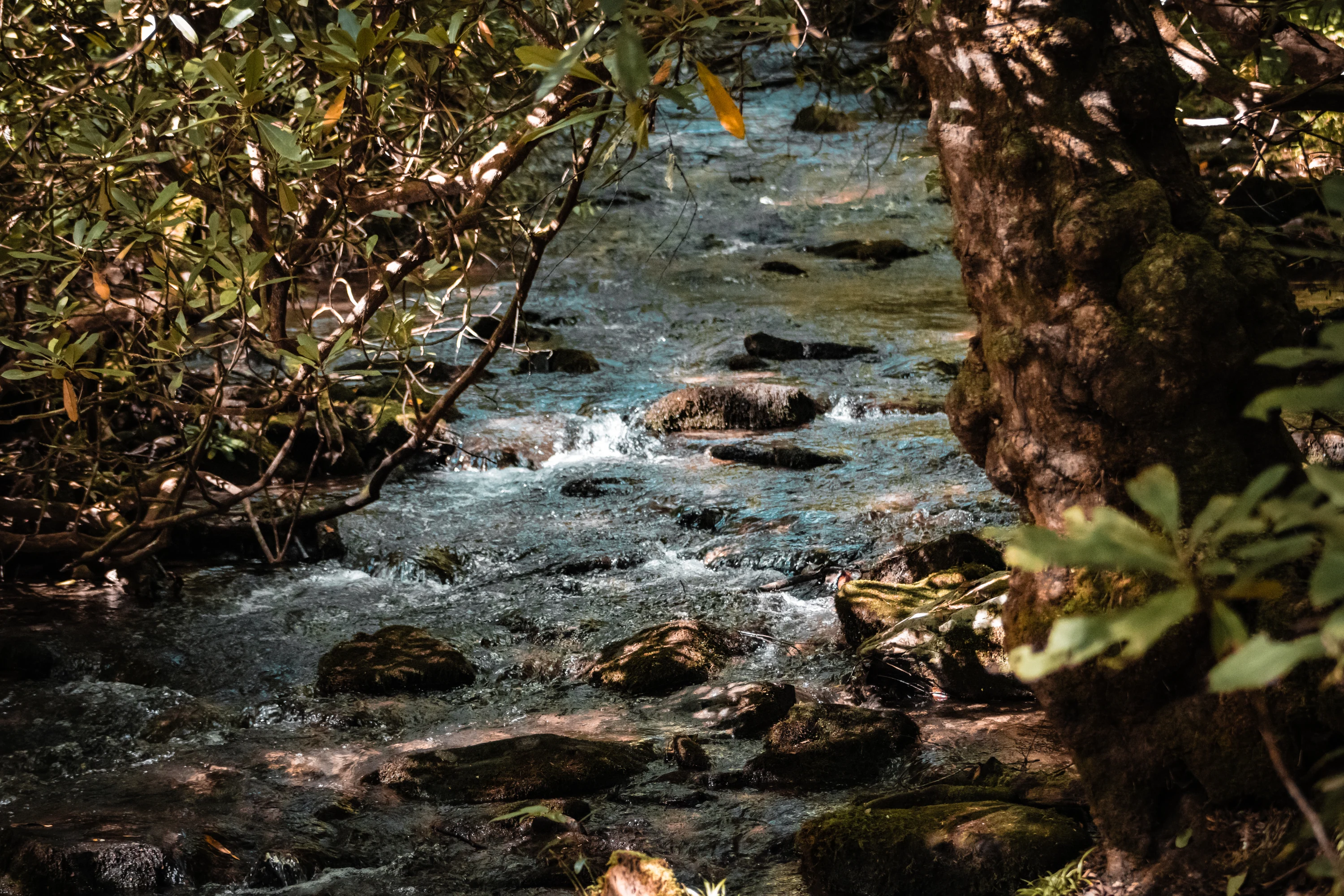 Rocky woodland stream moving through green moss and fallen leaves.