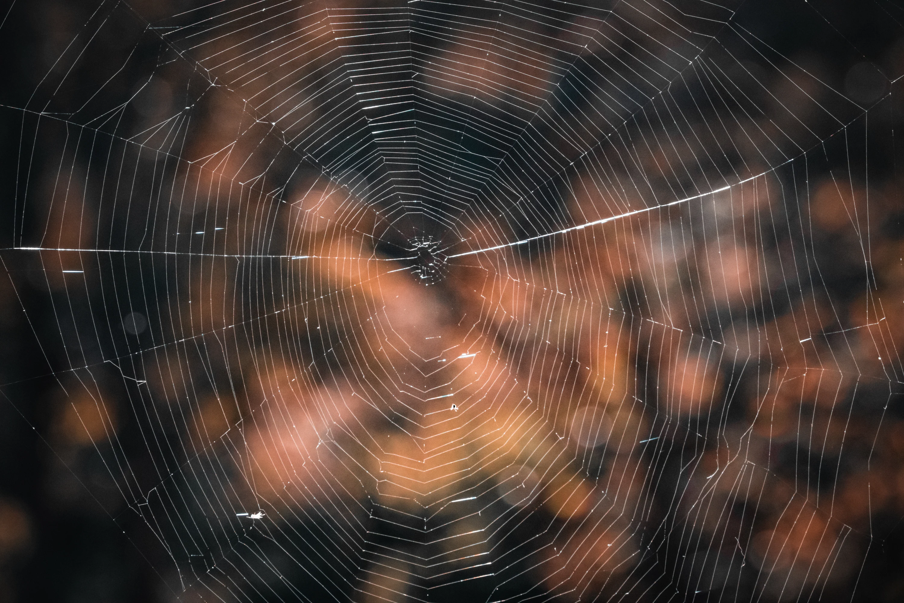 Softly lit spiderweb with warm circles of blurred light behind it.