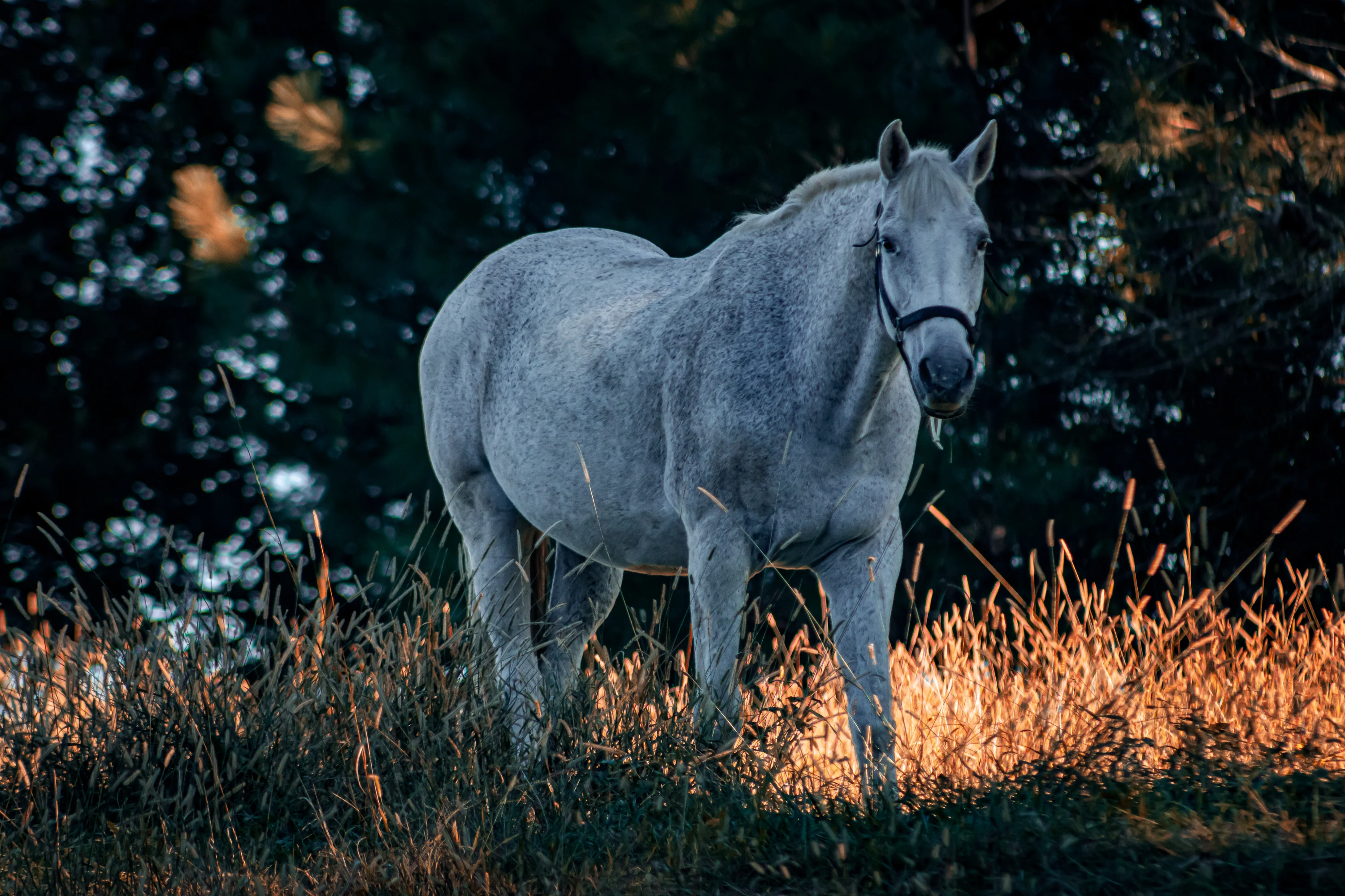 Pale gray horse standing in tall golden grasses among dark trees.