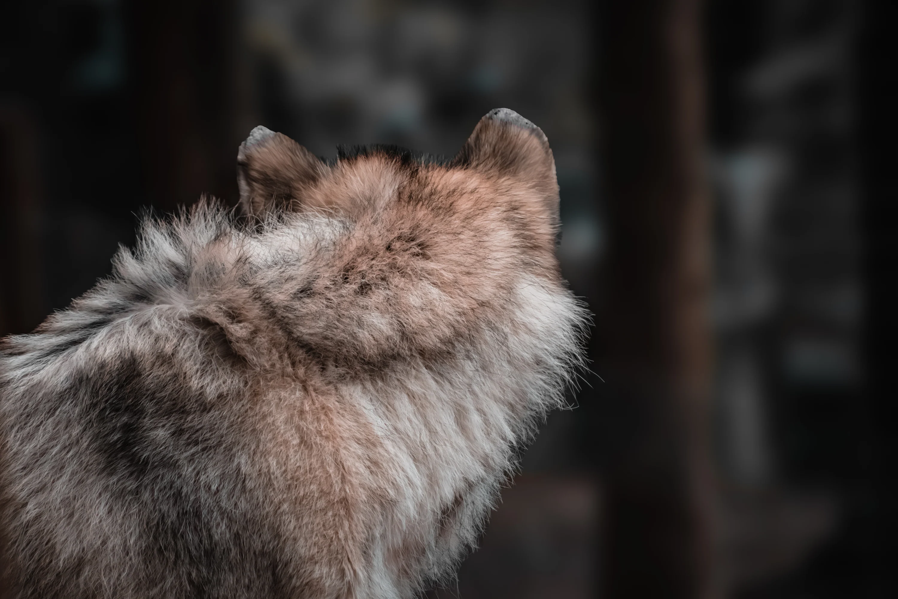 Portrait of a pale gray wolf turned sideways against a muted backdrop.